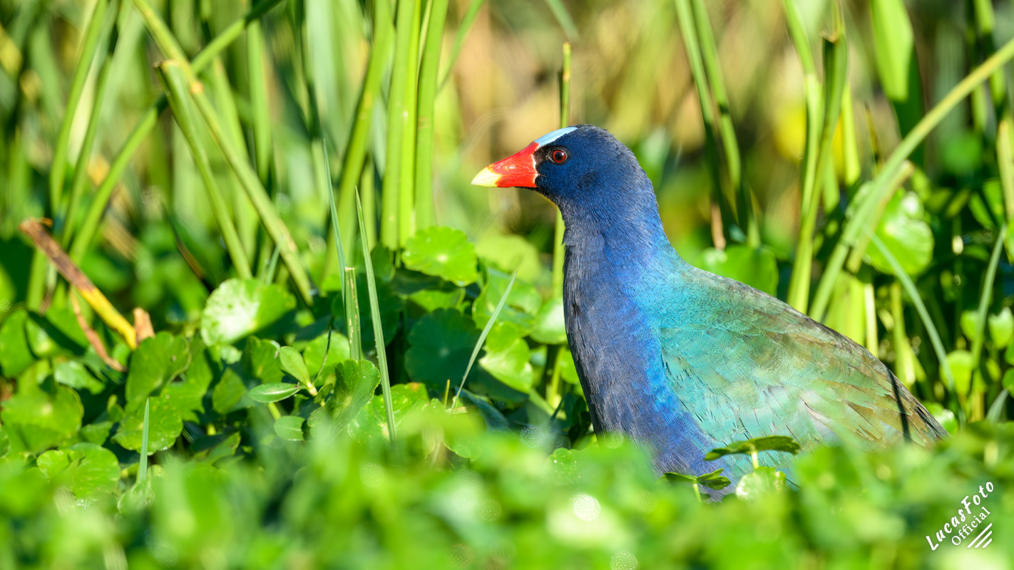 Purple Gallinule