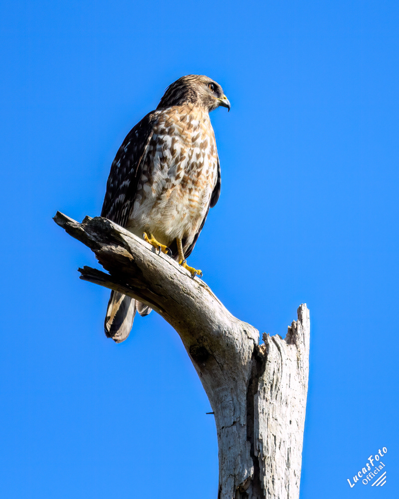Red-shouldered Hawk