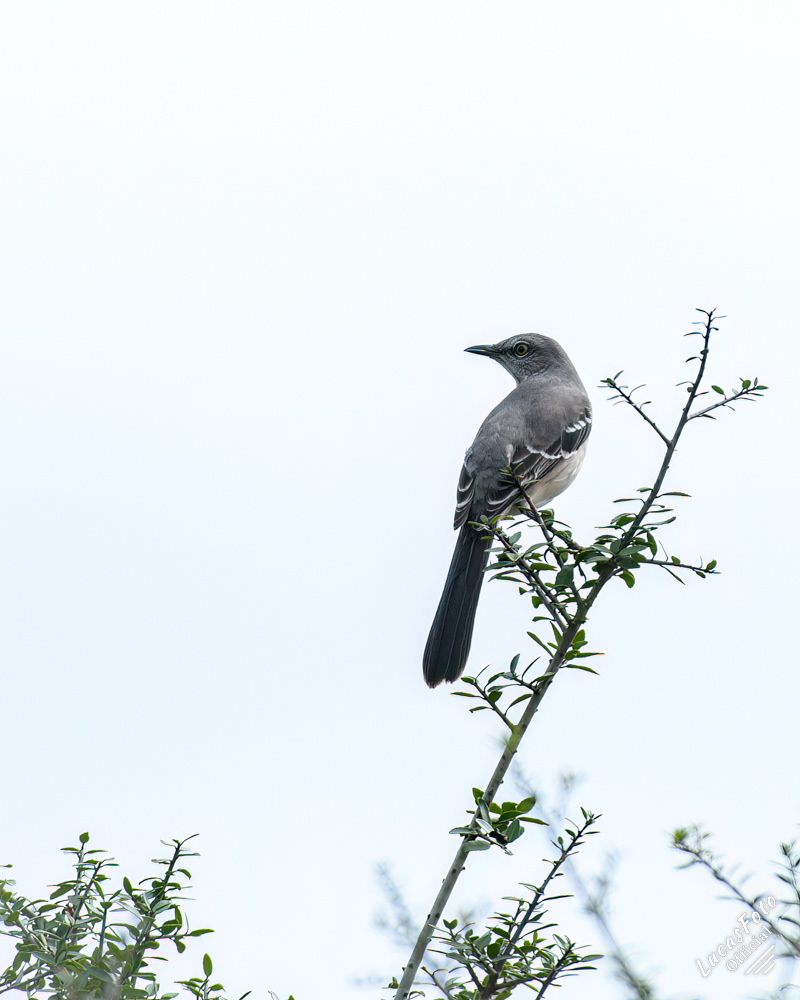 Northern Mockingbird