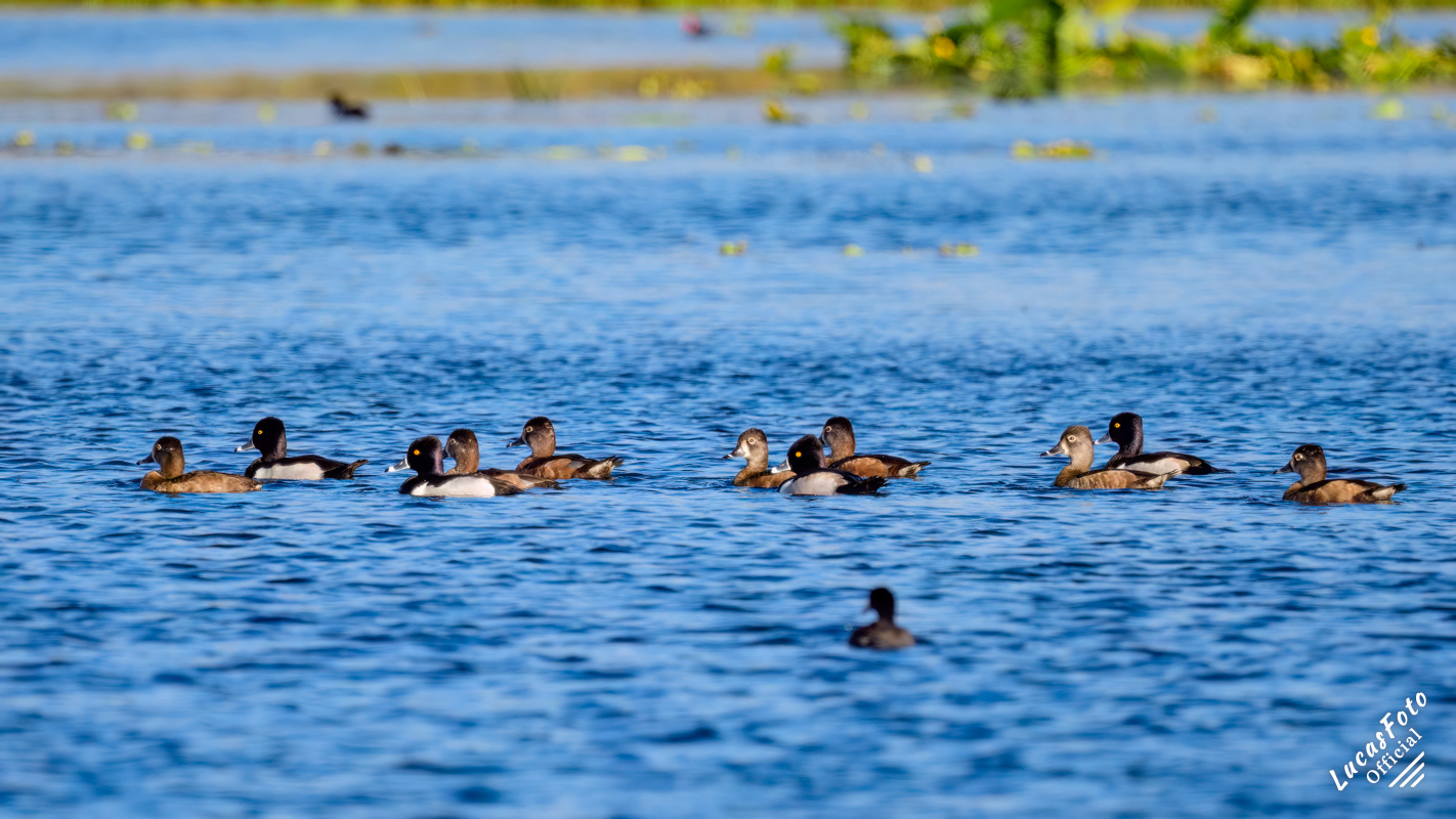Ring-necked Duck