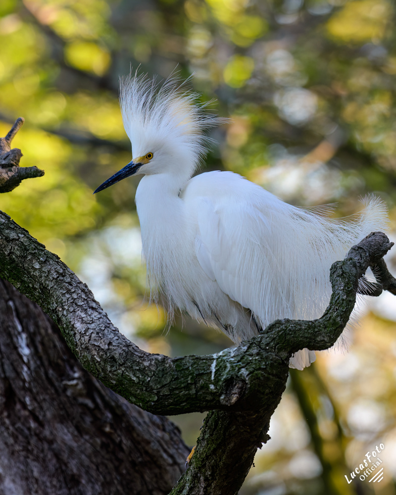 Snowy Egret