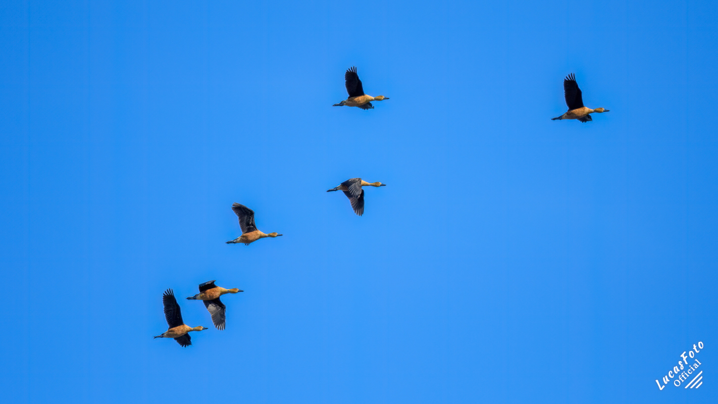 Fulvous Whistling-Duck