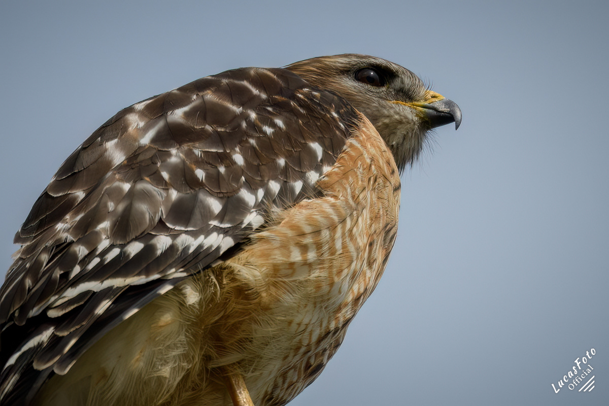 Red-shouldered Hawk