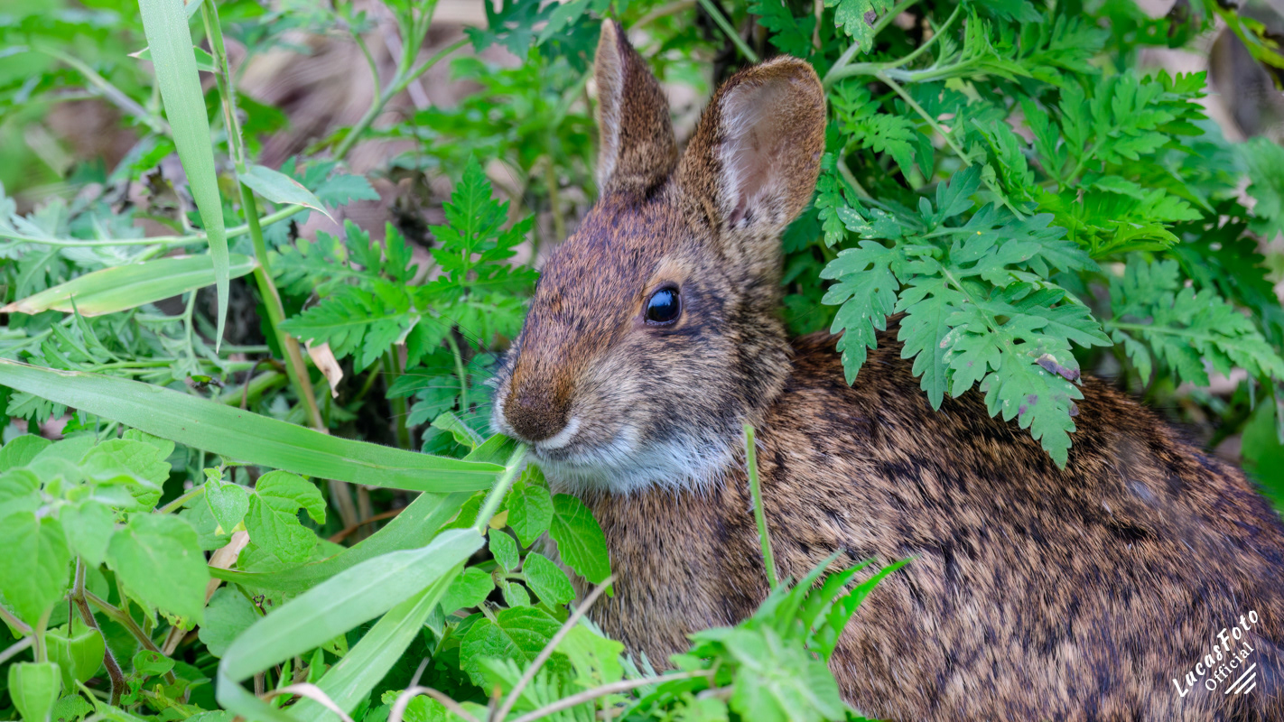 Marsh Rabbit