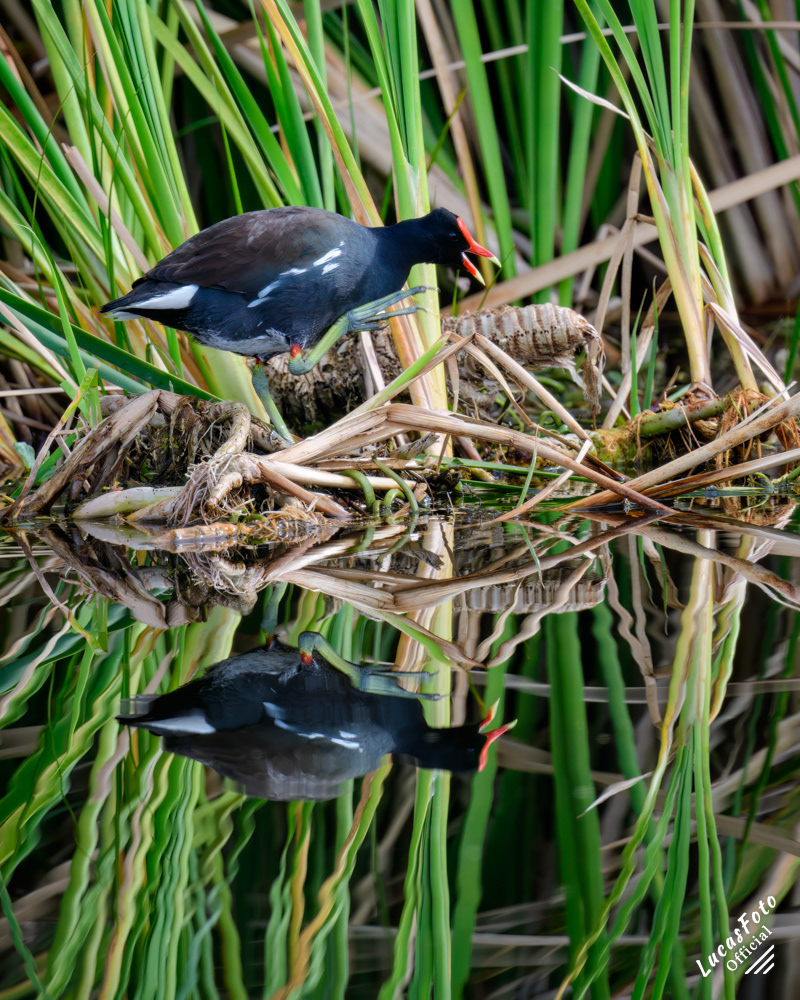 Common Gallinule