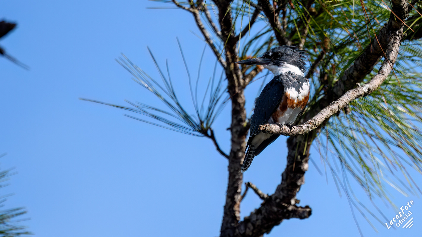 Belted Kingfisher