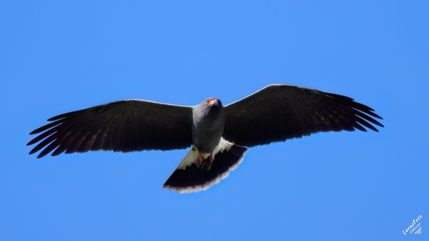 Snail Kite