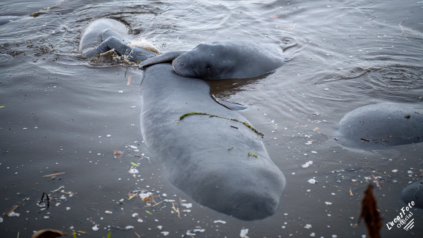 Manatee Mating Ball/Herd