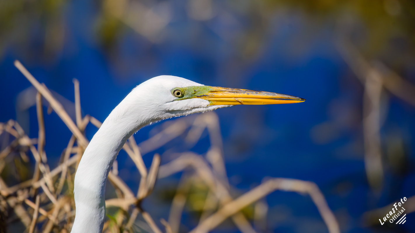 Great Egret