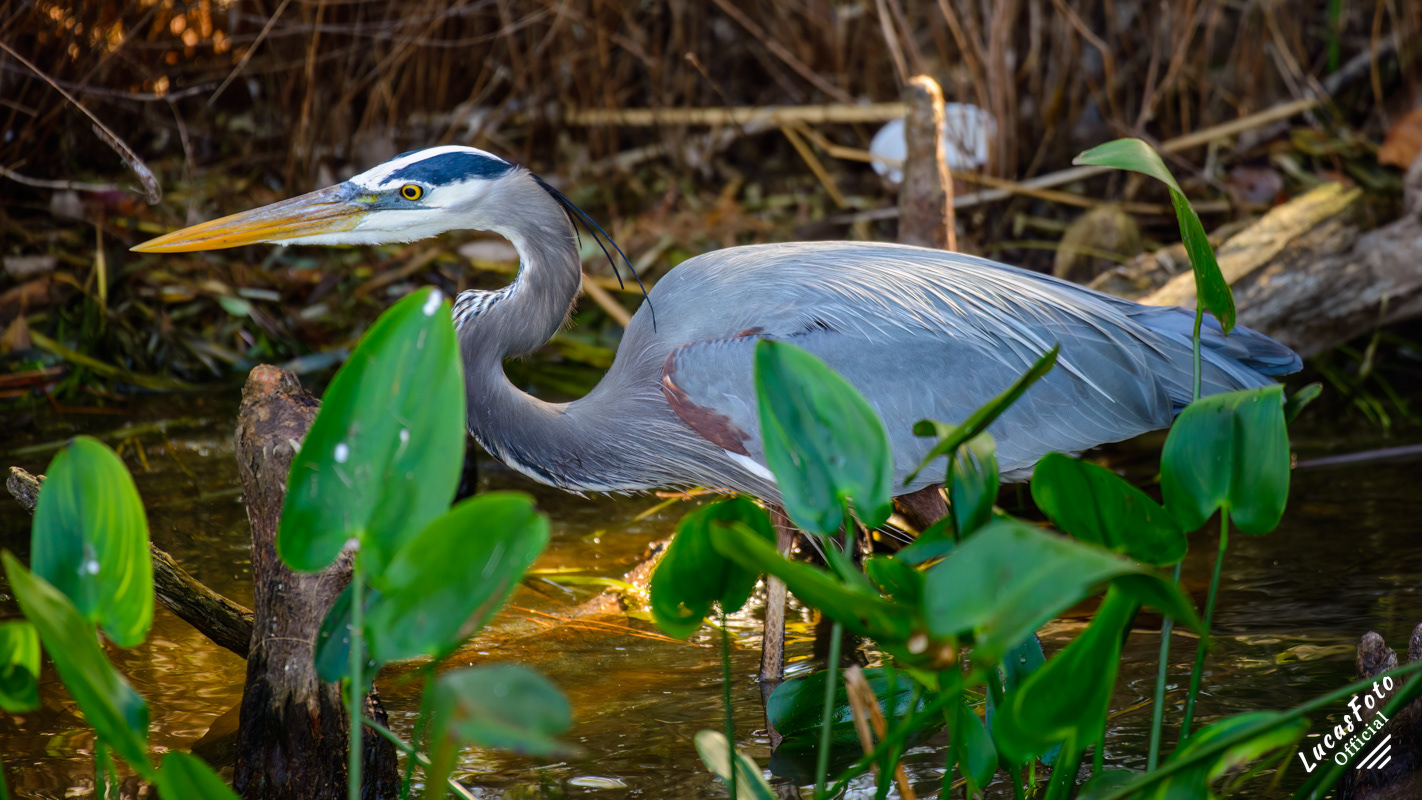 Great Blue Heron
