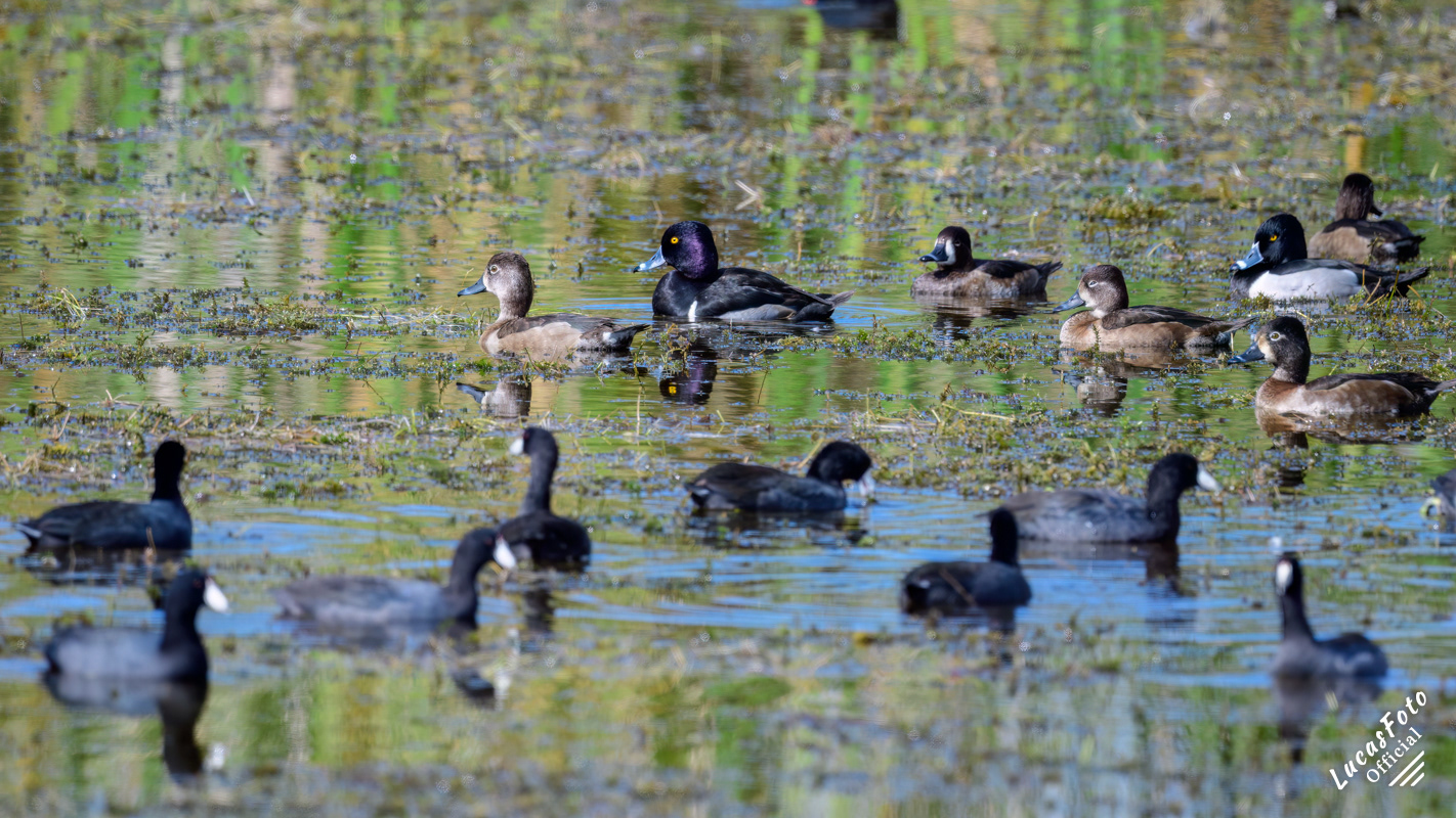 American Coot / Ring-necked Duck