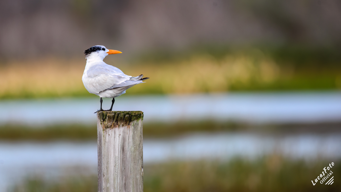 Royal Tern