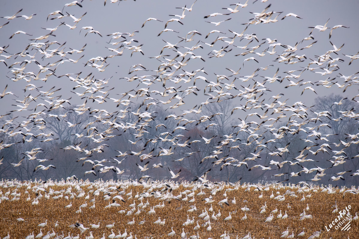 Snow Goose