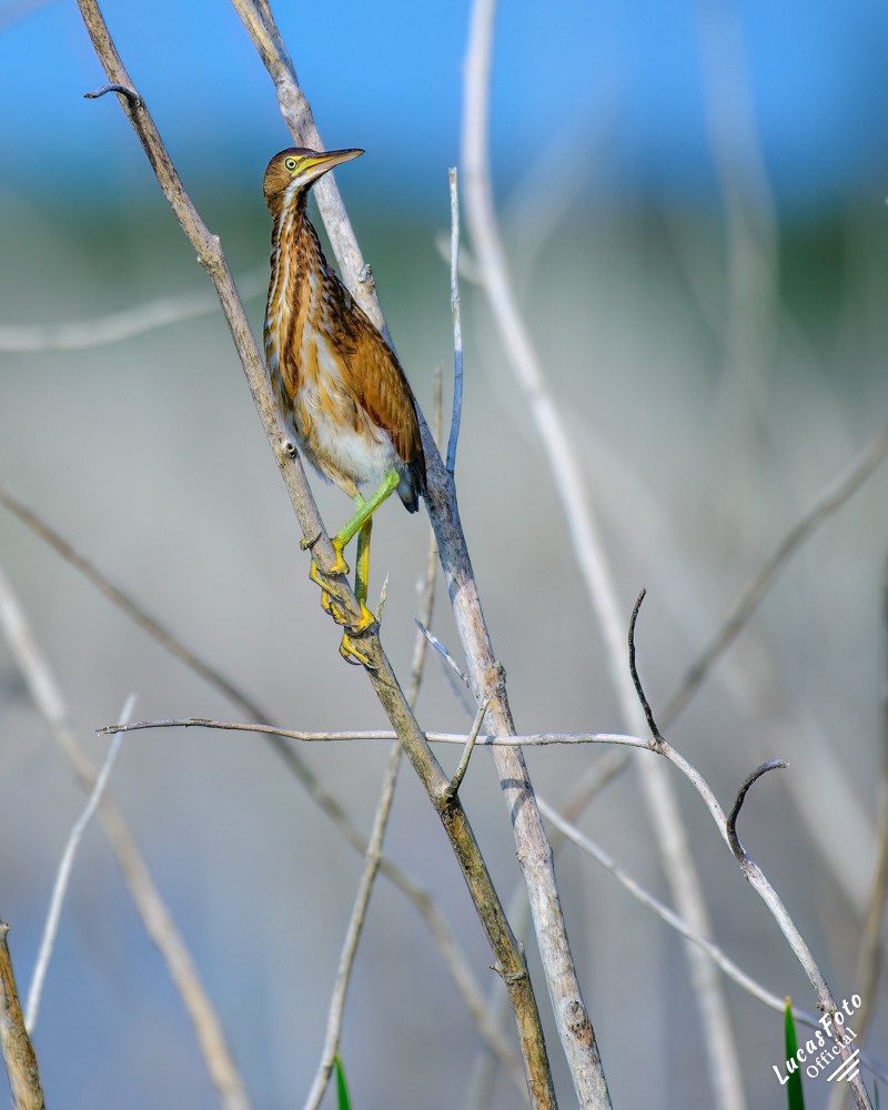 Least Bittern