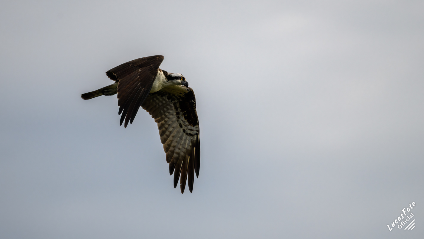 Osprey