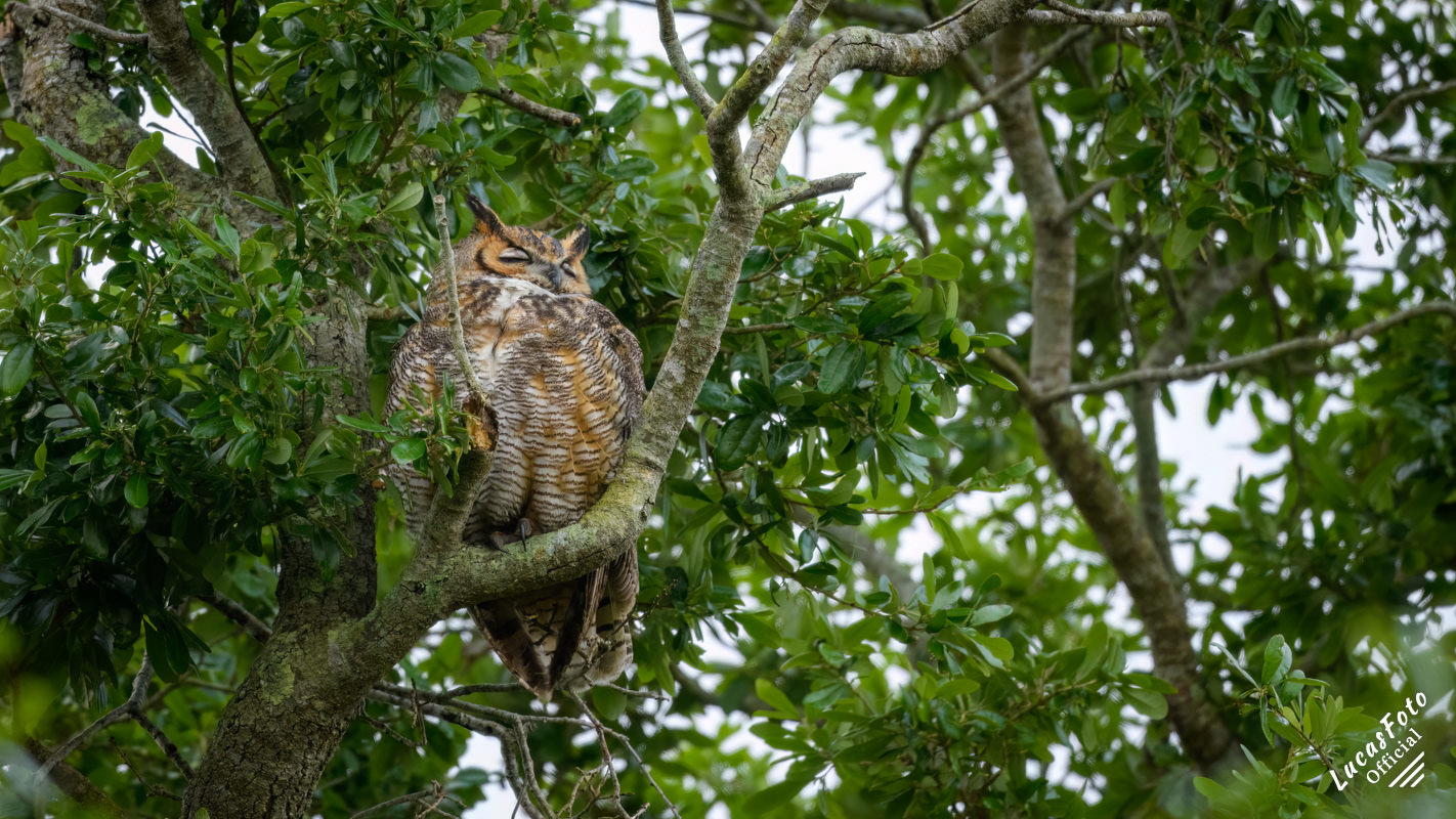 Great Horned Owl