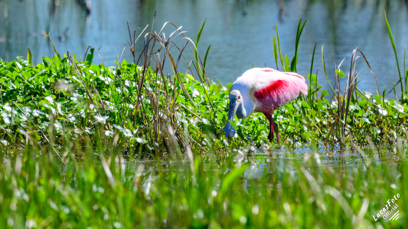 Roseate Spoonbill