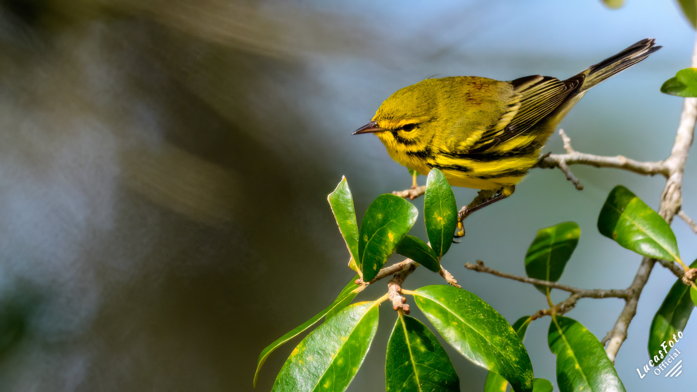 Prairie Warbler