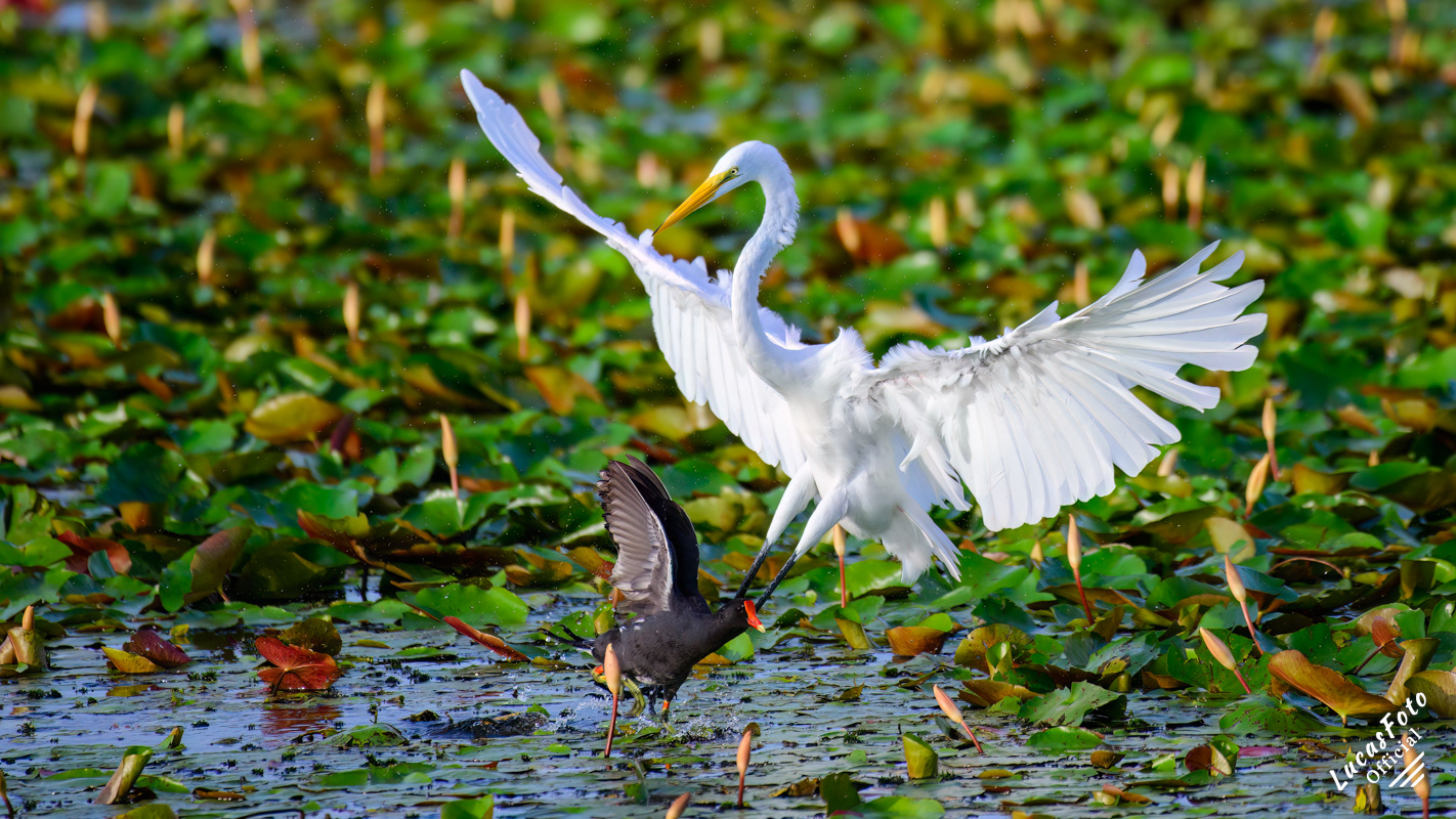 Great Egret / Common Gallinule