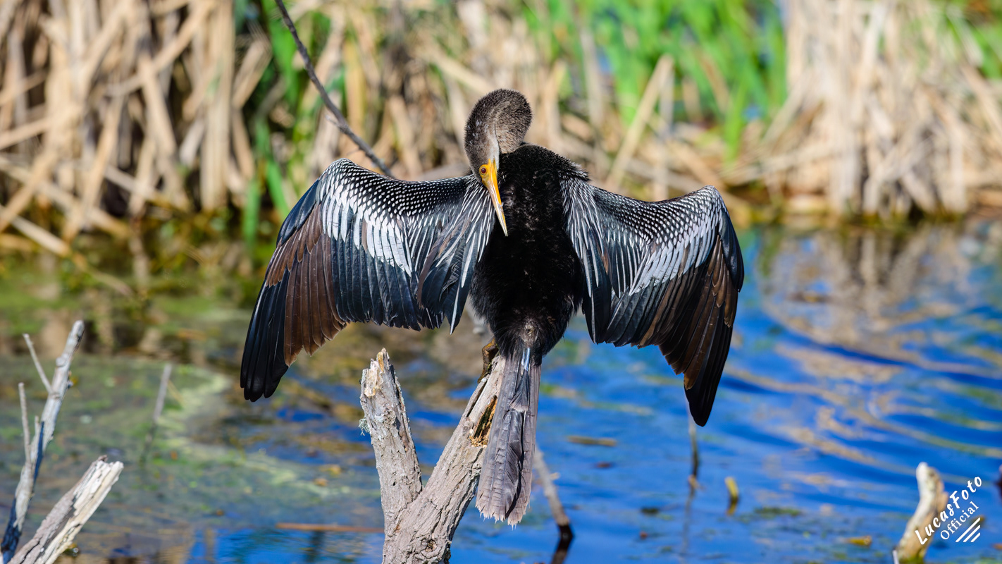 Anhinga