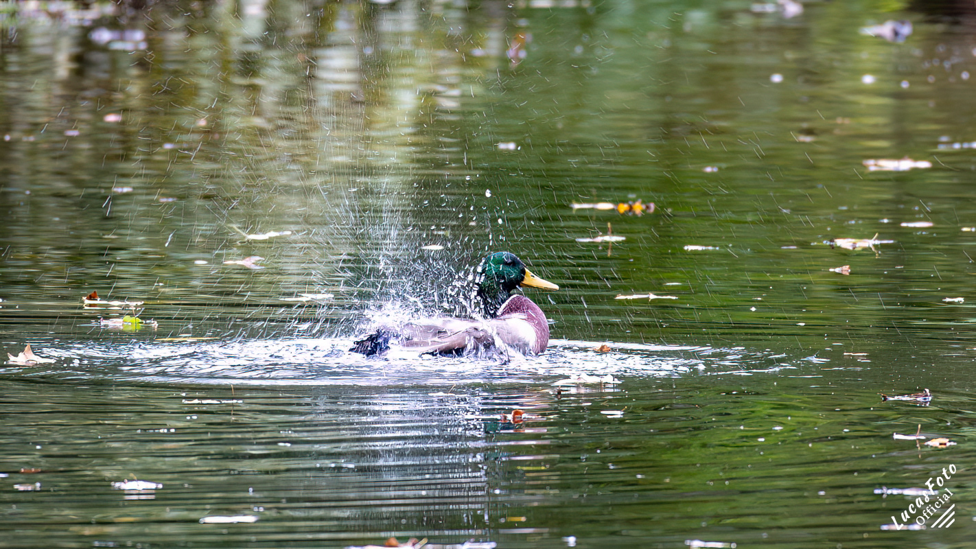 Mallard Duck