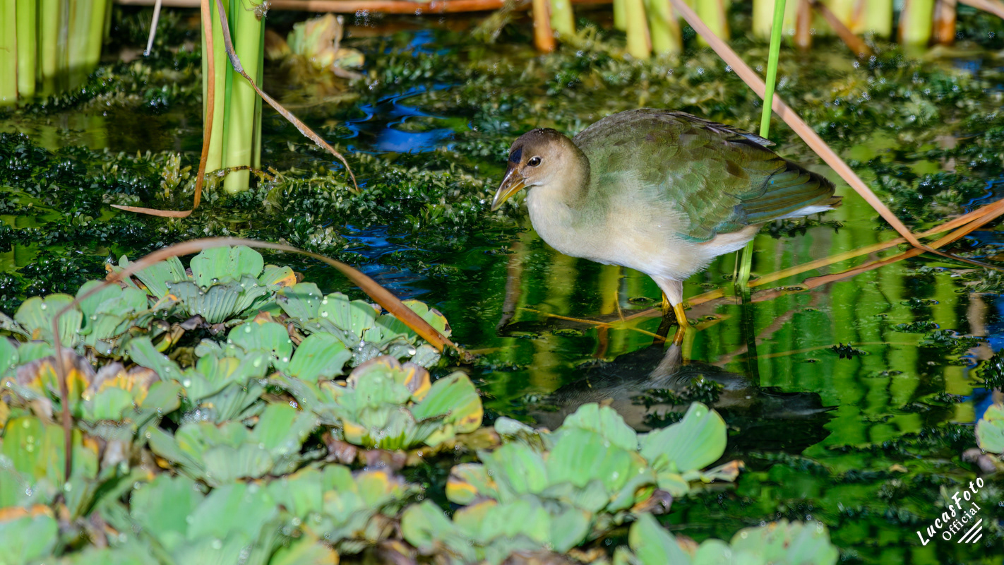 Purple Gallinule