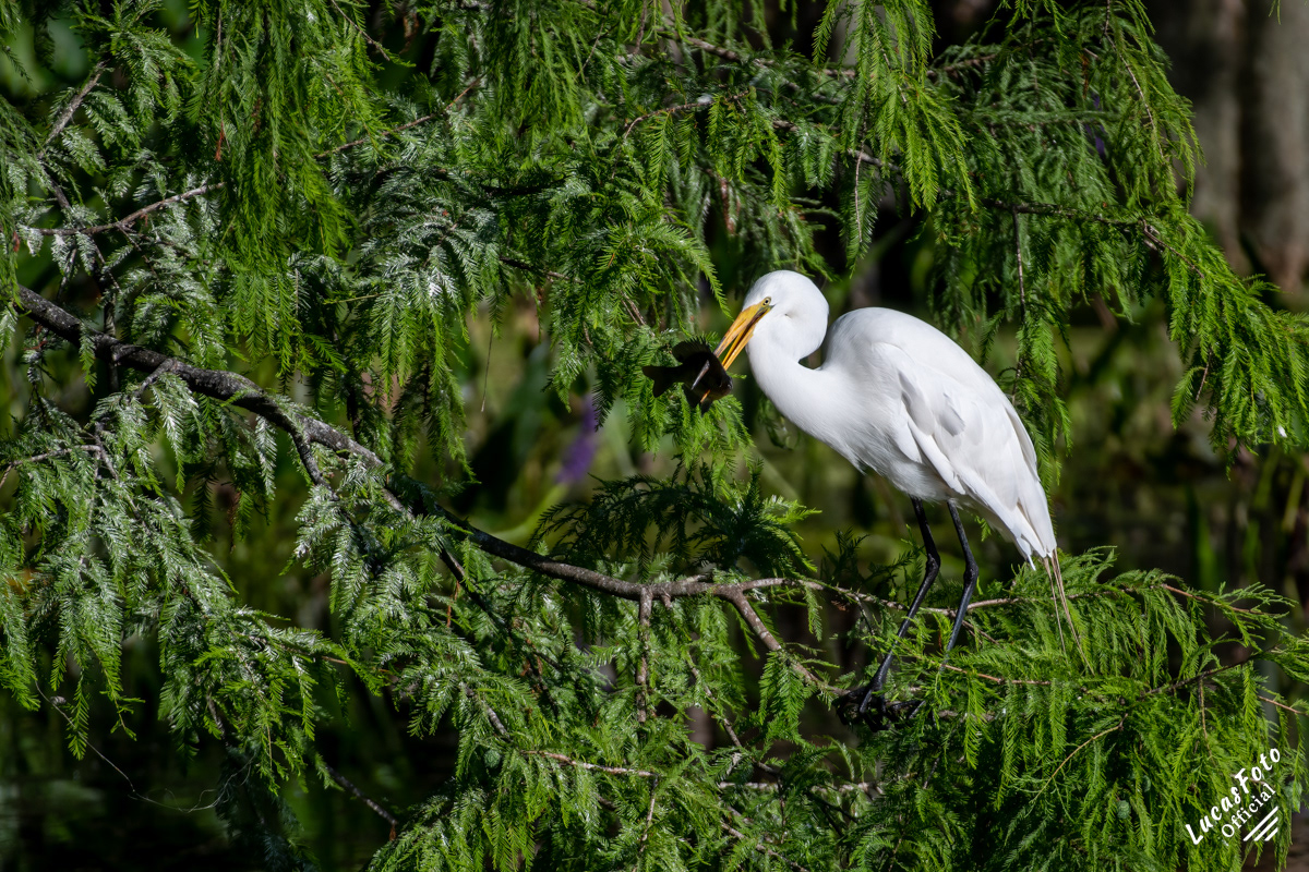 Great Egret