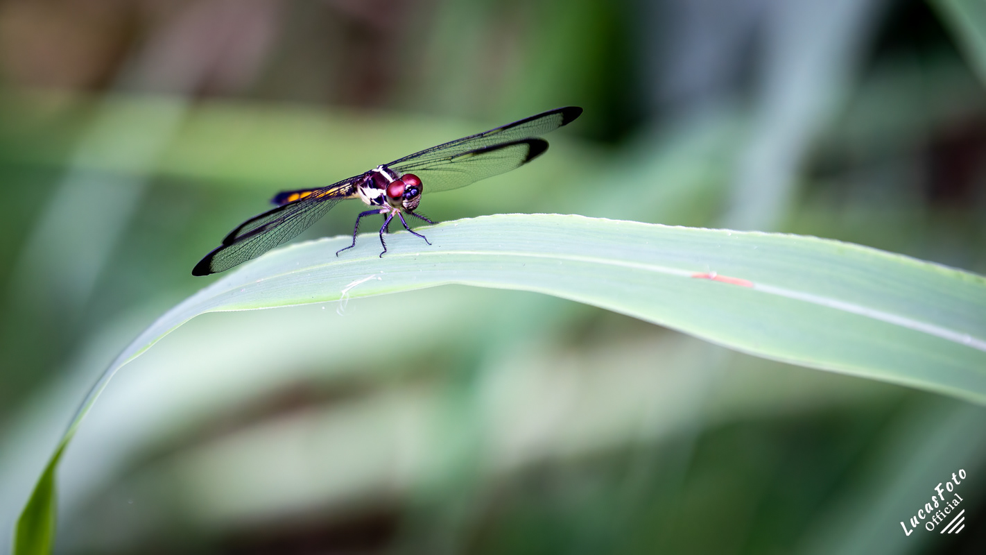 Slaty Skimmer dragonfly