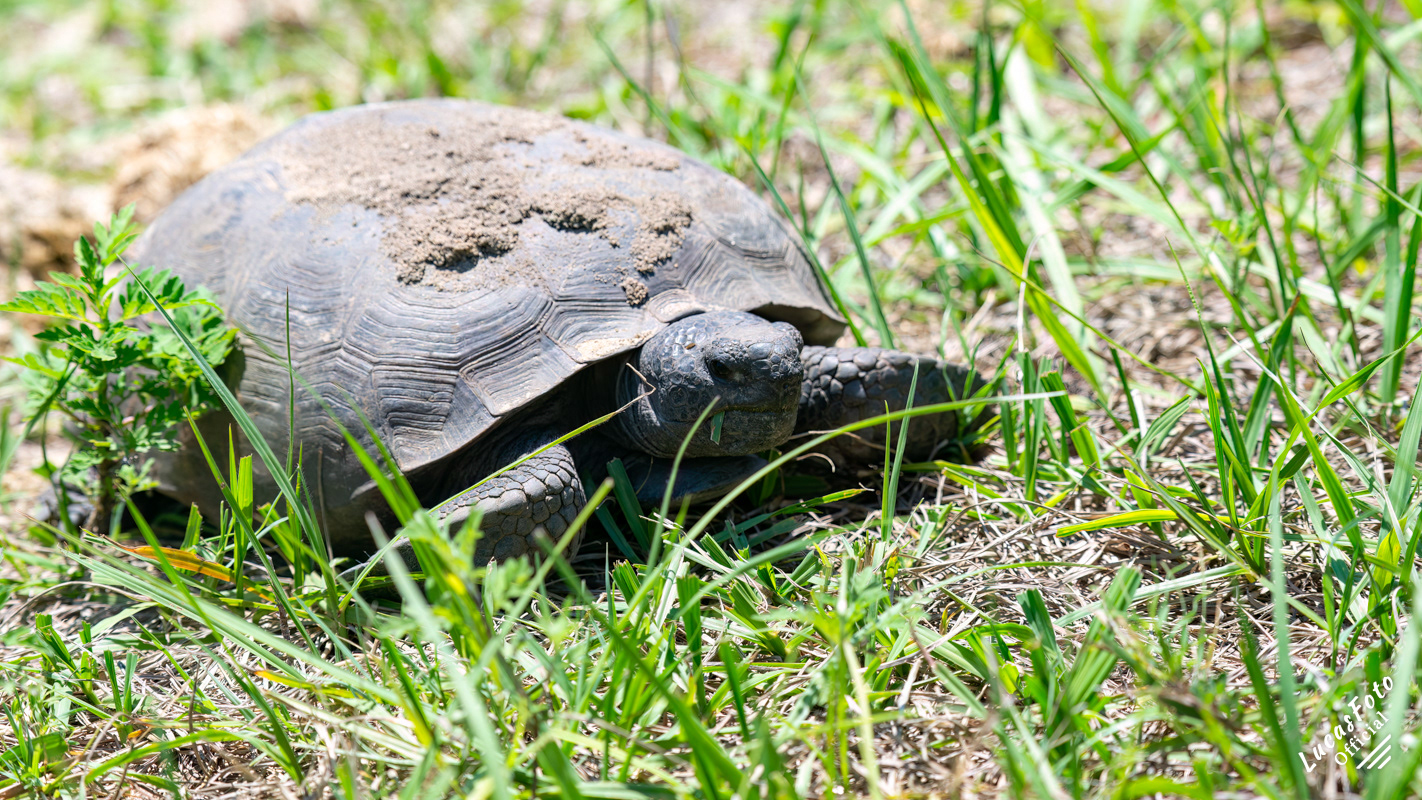 Gopher tortoise
