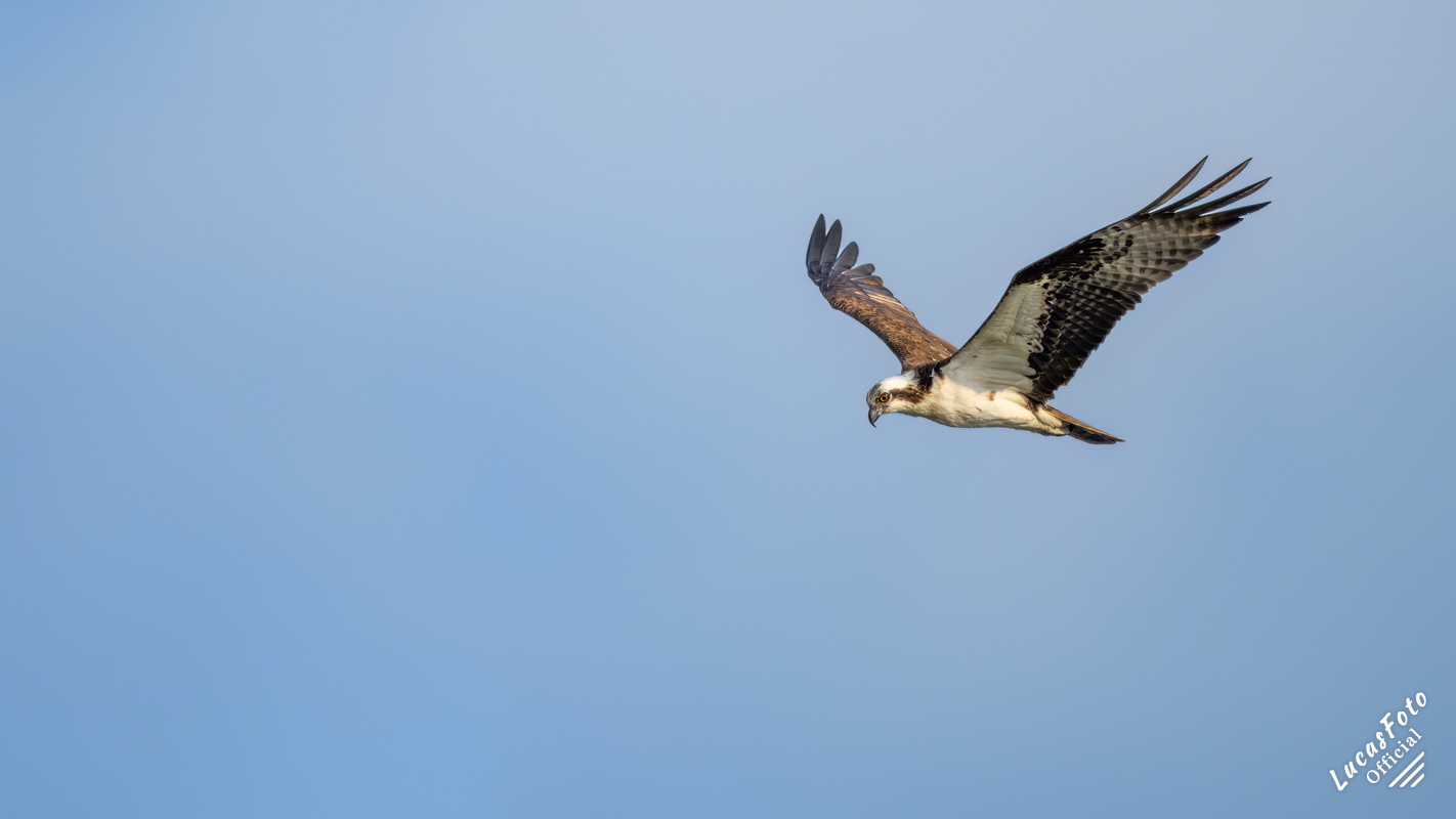Osprey