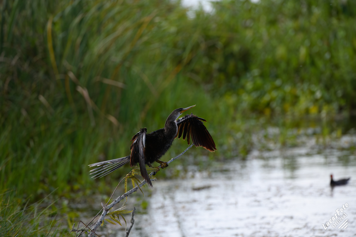 Anhinga