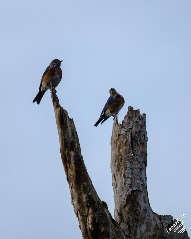 Eastern Bluebird