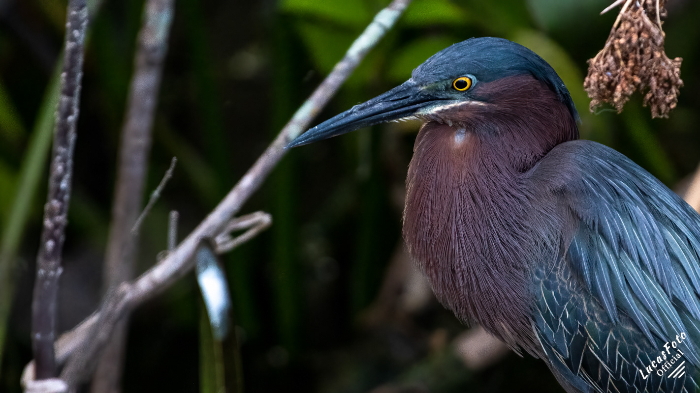 Green Heron