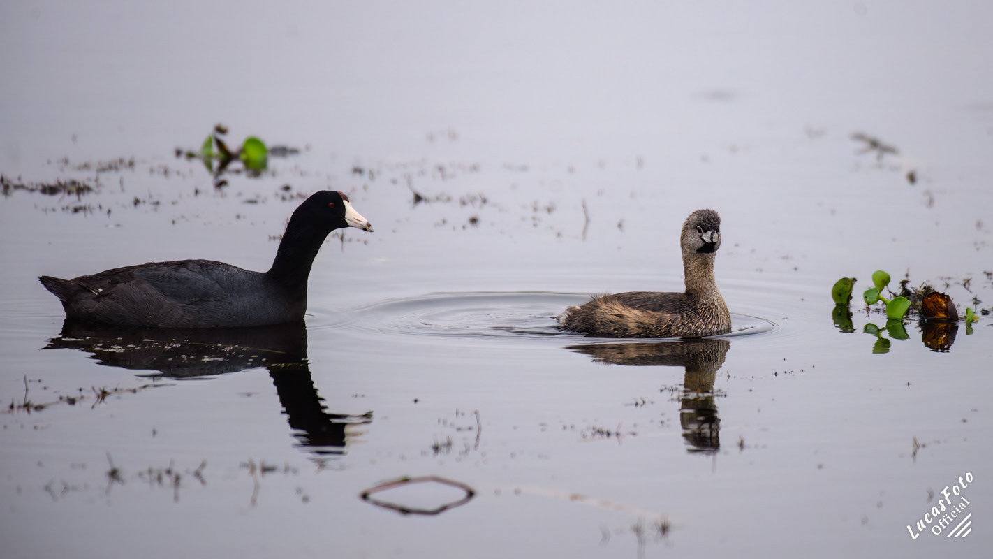 American Coot / Pied-billed Grebe