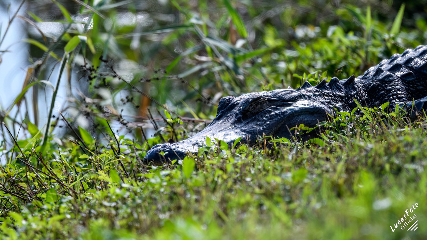 Alligator