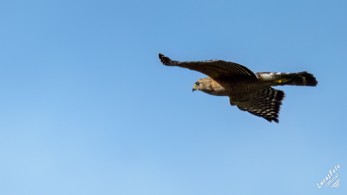 Red-shouldered Hawk