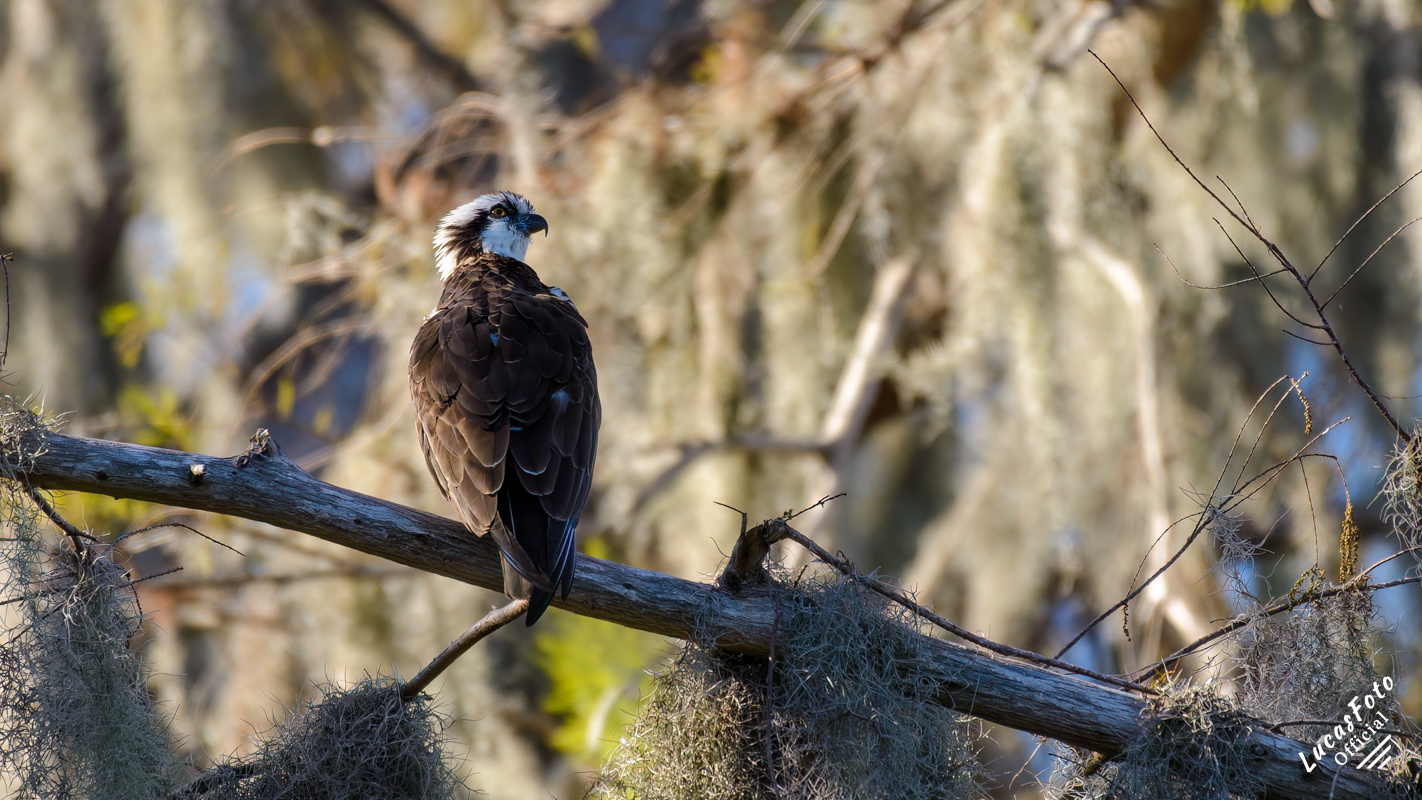 Osprey
