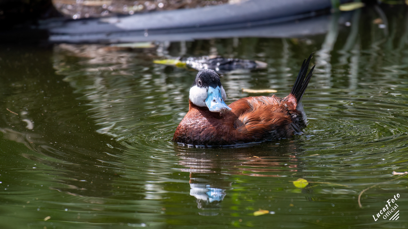 Ruddy Duck