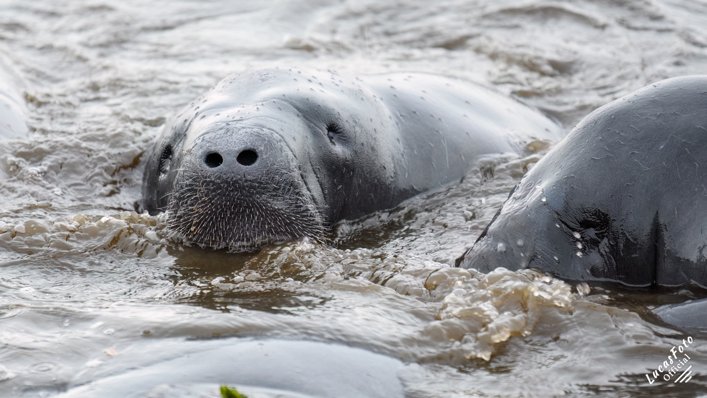 Manatee Mating Ball/Herd