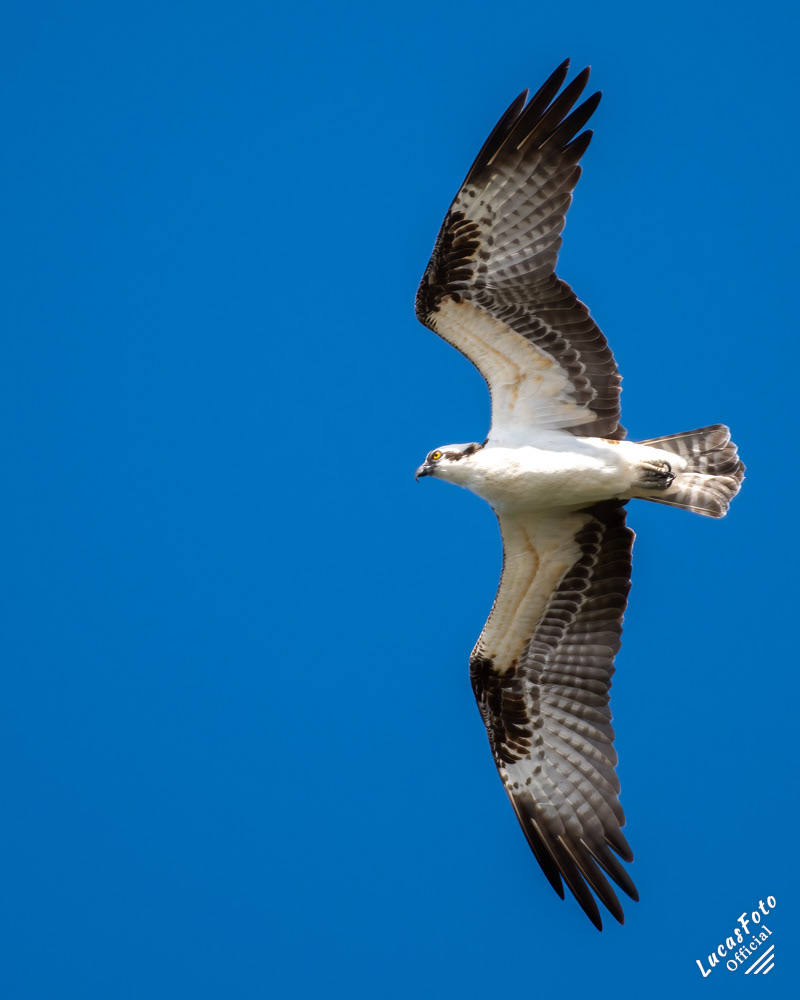 Osprey