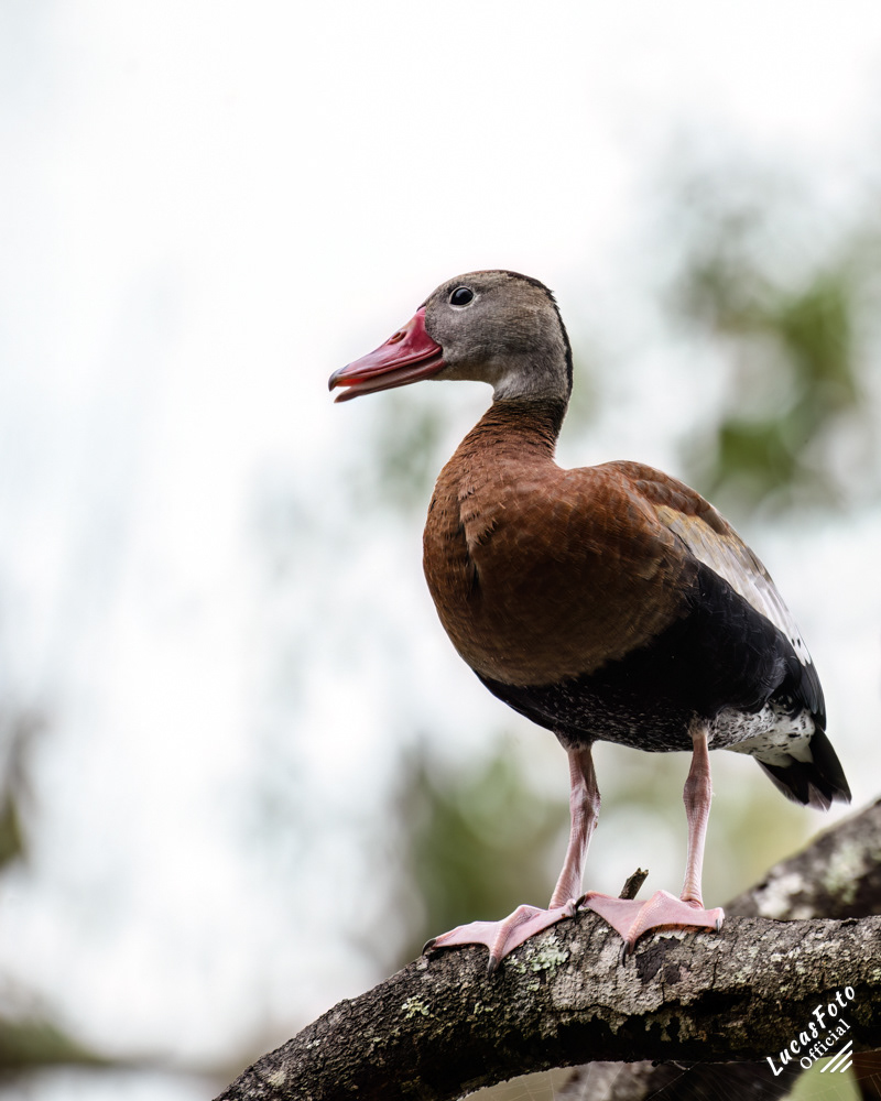 Black-bellied Whistling-Duck