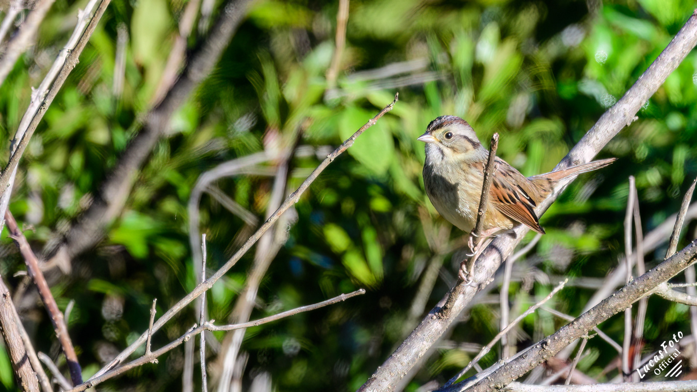 Swamp Sparrow
