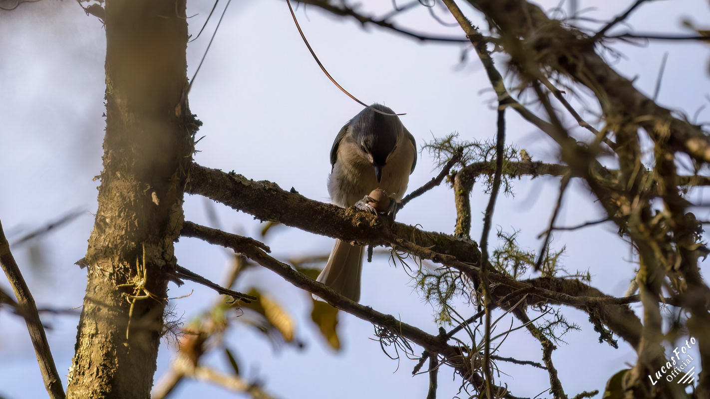 Tufted Titmouse