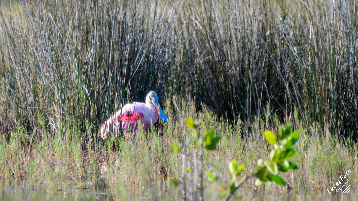 Roseate Spoonbill