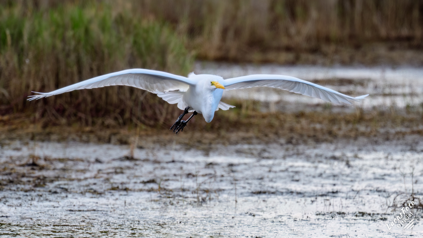 Great Egret