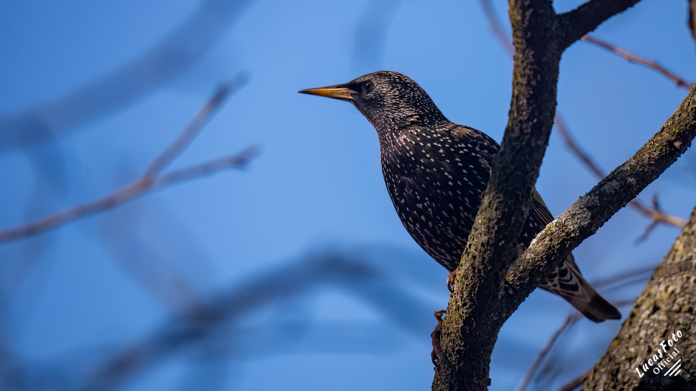 European Starling