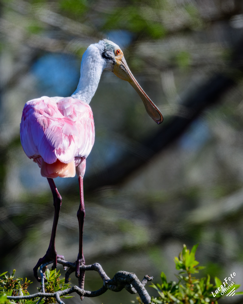 Roseate Spoonbill