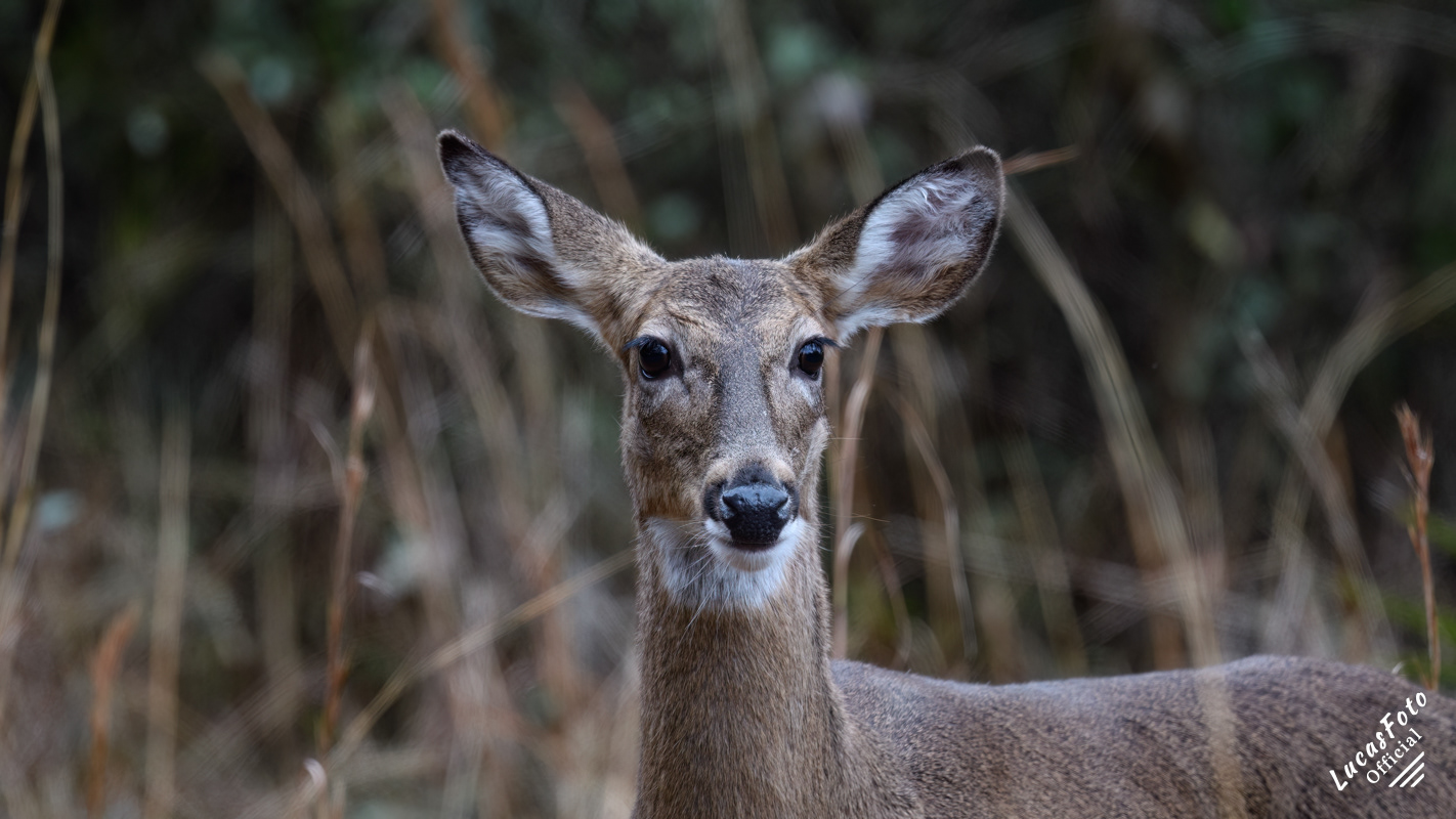 Whitetail