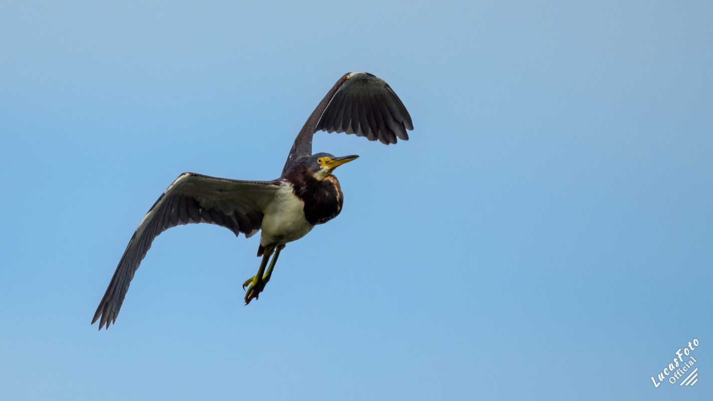 Tricolored Heron