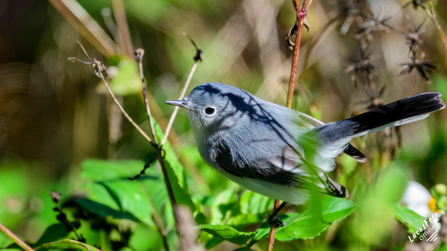 Blue-gray Gnatcatcher